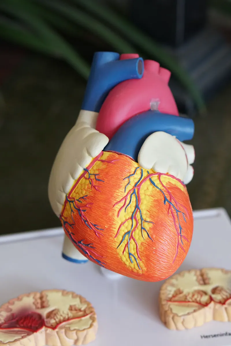 Modelo anatômico do coração usado para explicar o funcionamento do eletrocardiograma